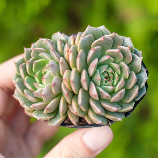 Sen đá rubi lá ngắn 5-7cm
