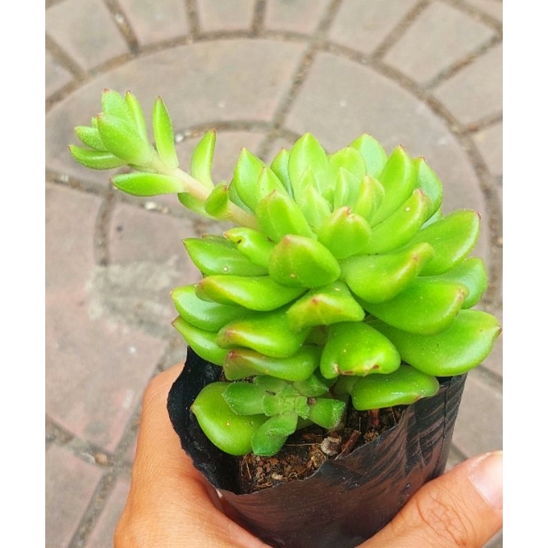 Sen đá Cúc Xanh Xoăn - Hư 1 đổi 1- Cây cảnh trang trí- HOA ĐÁ shop