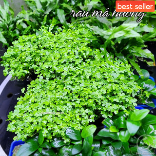 Cây Rau Má Hương | Cây Thuỷ Sinh Tiền Cảnh & Trung Cảnh - Có Thể Gắn Lũa Tạo Tiểu Cảnh Bán Cạn