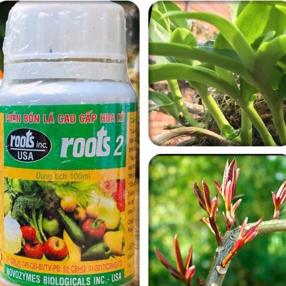 Cải tạo đất giúp cây hấp thụ tối đa nước và dưỡng chất_ Roots2 100ml Roots 2 USA
