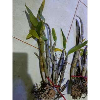1 bó lan Báo Hỷ hoa tết (rừng gia lai)