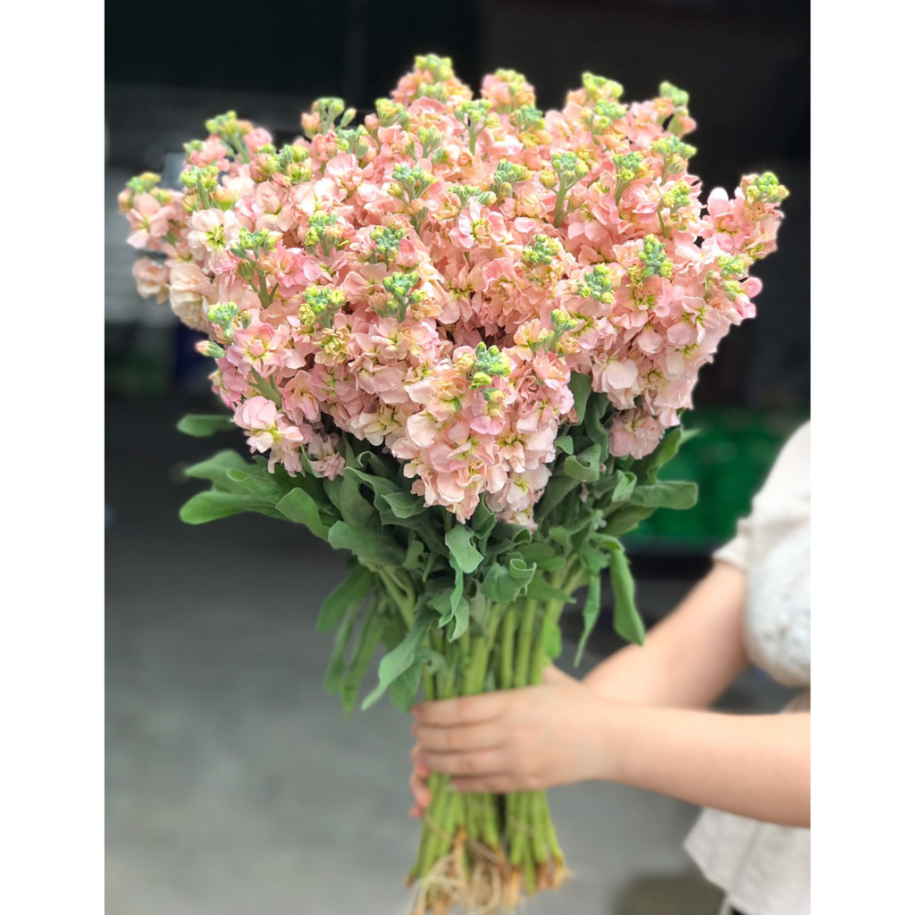 Hoa phi yến các màu | Ship hoả tốc| Hoa tươi Gifarm