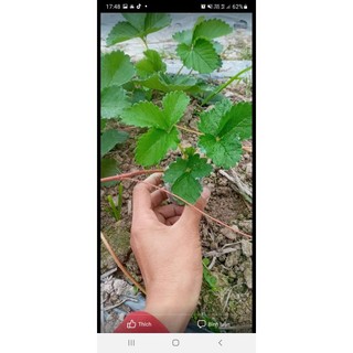 Cây giống dâu tây Nhật Hana
