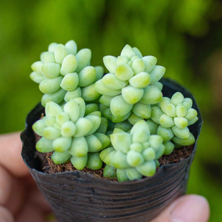 Sen đá chuỗi ngọc bi 5-7cm  - Vườn sen đá