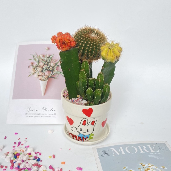 Cây xương rồng mix các loại  bắt mắt dễ dàng chăm sóc thích hợp trang trí cảnh quan bàn làm việc