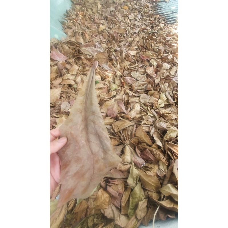 Sỉ Lá Bàng Khô Rụng tự nhiên 1kg