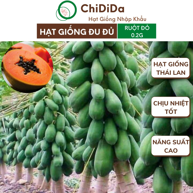 Hạt giống đu đủ Chidida giống ruột đỏ Hà Lan F1 siêu lùn siêu trái nhập khẩu Thái Lan gói 0.2g