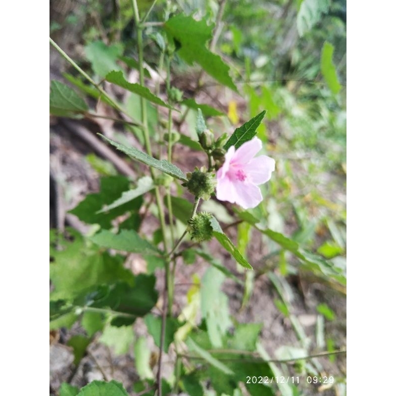 Cây ké hoa đào tươi 1 ký