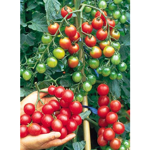 Phân bón vi lượng Siêu Kali Bo - Ra hoa đồng loạt- Tăng đậu trái - Gói 25g