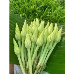 Hạt giống hoa Chom Chan