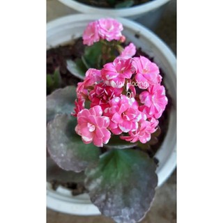 Cây giống sống đời đơn, kép hàng thuần vườn