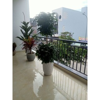 Bộ combo chăm sóc cây hạnh phúc