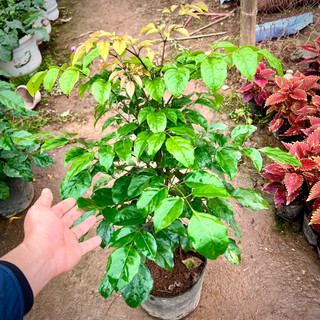 Cây hạnh phúc cao 1m(ảnh thật ).