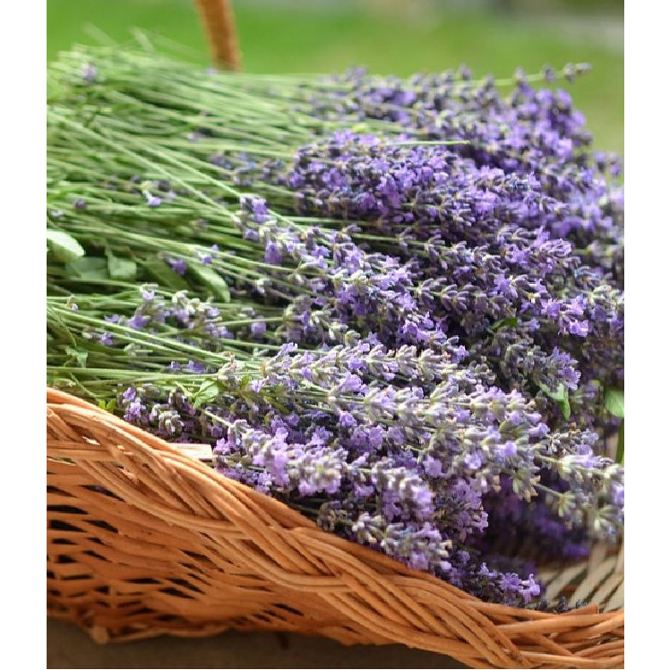 Hạt giống hoa oải hương  f1- gói 100 hạt-tặng kèm gói kích mầm