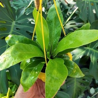 Tổ phụng / tổ quạ