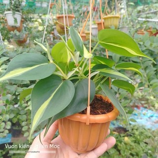 Trầu bà Brazil chậu treo mini