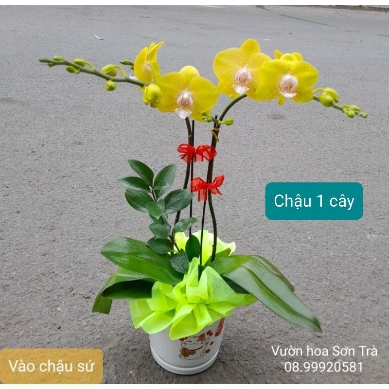 HOA LAN vào sẵn chậu sứ.