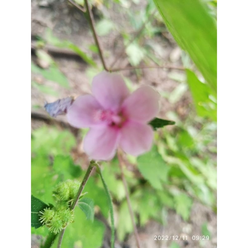 Cây ké hoa đào tươi 1 ký