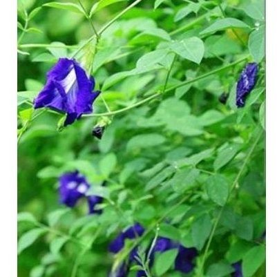 10g hoa đậu biếc