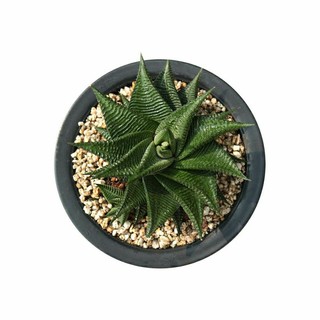 Cây sen đá móng rồng xoáy