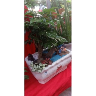 Bộ combo chăm sóc cây hạnh phúc