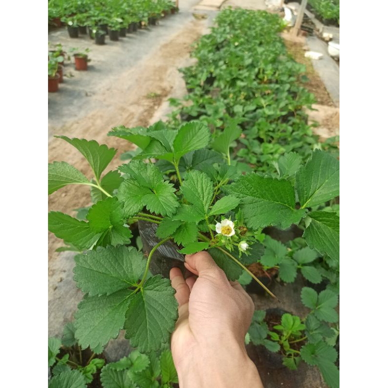 Combo 2 bầu dâu tây hana