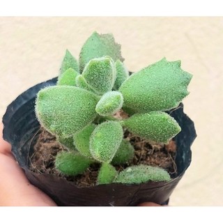 Sen đá Tay Gấu size bầu