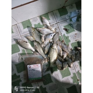 Tinh sữa câu cá