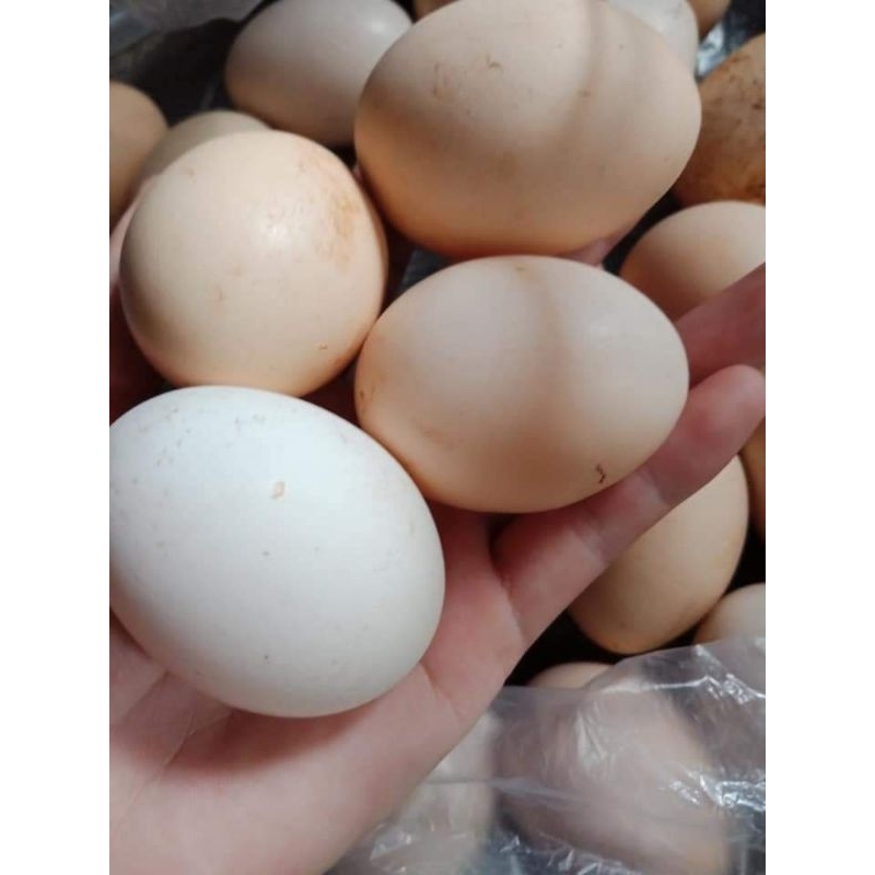 Hộp 10 quả trứng gà Tiên Yên thả đồi lòng đỏ to thơm ngon, bổ dưỡng