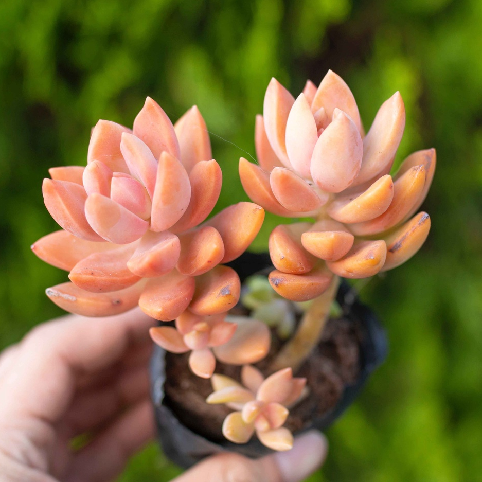 Sen đá đỏ lá dài 5-7cm - Vườn sen đá