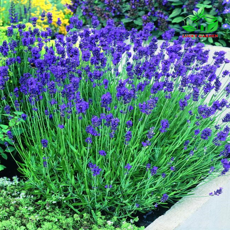 Hạt giống hoa oải hương  f1- gói 100 hạt-tặng kèm gói kích mầm