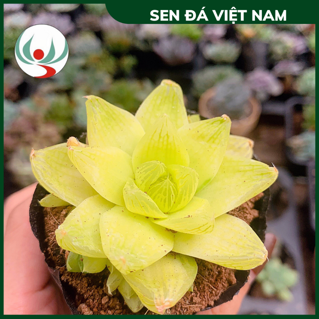 Sen Đá Dạ Quang vàng size 4-6cm, XUẤT XỨ VIỆT NAM, ĐÃ THUẦN KHÍ HẬU, SIÊU KHOẺ ĐẸP, Lỗi 1 ĐỔI 1