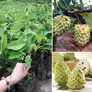 Cây giống na sầu riêng