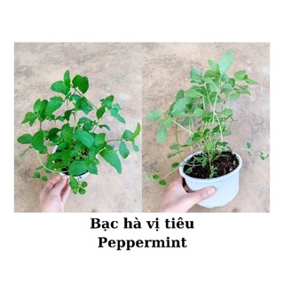 Cây bạc hà Pepermint chậu to và nhỏ, chỉ giao từ HN trở vào nam