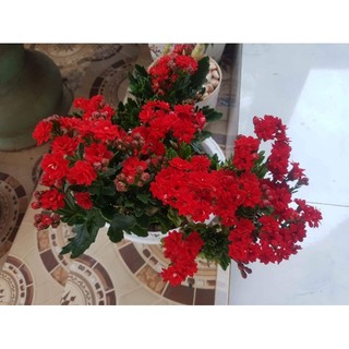 Cây giống hoa sống đời cao5_8 cm