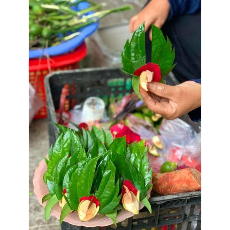 Trầu têm cánh phượng