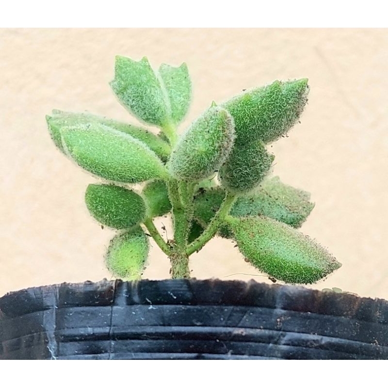 Sen đá Tay Gấu size bầu