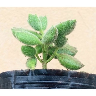 Sen đá Tay Gấu size bầu