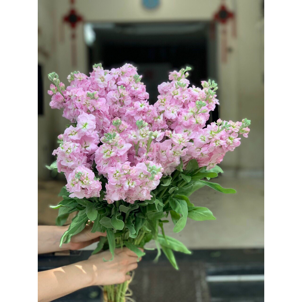 Hoa phi yến các màu | Ship hoả tốc| Hoa tươi Gifarm