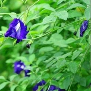 100g Hoa đậu biếc sấy khô làm trà, tạo màu tự nhiên
