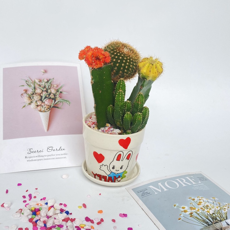 Cây xương rồng mix các loại  bắt mắt dễ dàng chăm sóc thích hợp trang trí cảnh quan bàn làm việc