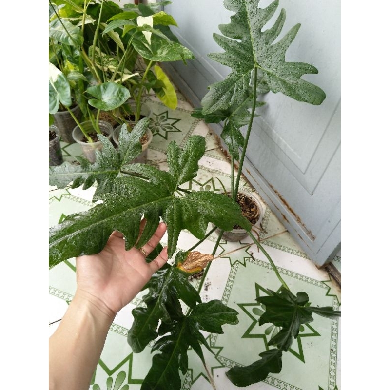 Trầu bà Pháp - Trầu bà Rồng xanh