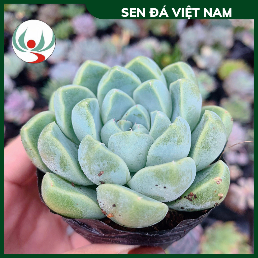 Sen Đá Sao Băng size 5-8cm , XUẤT XỨ VIỆT NAM, ĐÃ THUẦN KHÍ HẬU, SIÊU KHOẺ ĐẸP, Lỗi 1 ĐỔI 1