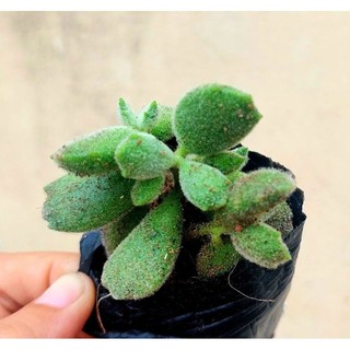 Sen đá Tay Gấu size bầu