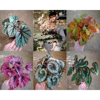 Cây giống hải đường begonia nhiều màu