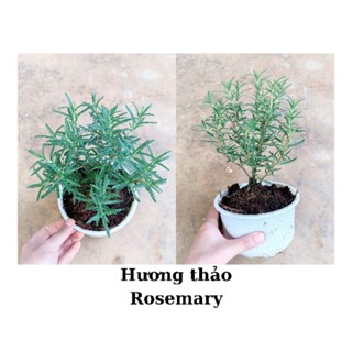 Cây hương thảo rũ, hương thảo rosemary đuổi muỗi, gia vị đồ nướng (chỉ giao từ HN trở vào nam)