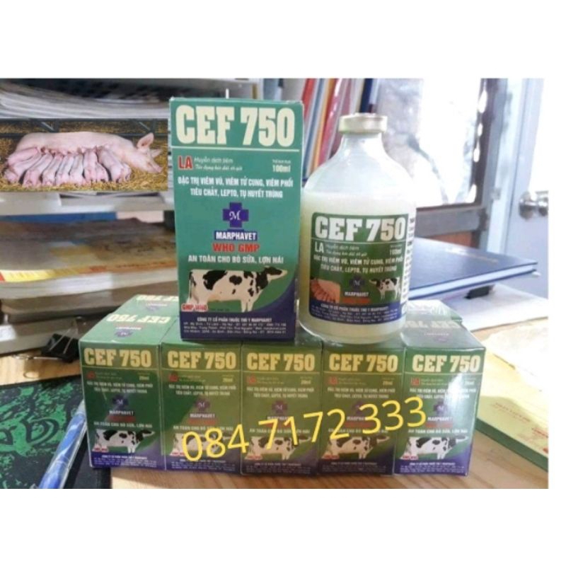 Cef 750 100ml chuyên bò sữa, heo nái