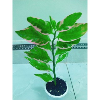 Cây xương rồng euphoria var đỏ