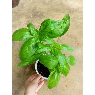 Cây giống húng tây Basil
