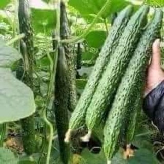 Dưa leo kiếm , dưa leo nhật gai